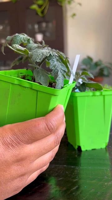 Micro Dwarf Tomato Plants | Seed Starting #gardening #homesteading #houseplants #tomatoes смотреть онлайн