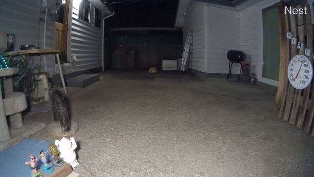 Opossum makes another night time visit (OWL 0738) смотреть онлайн