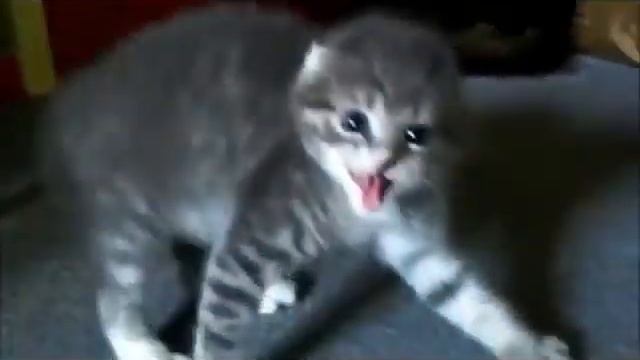 Смешные кошки! смотреть онлайн