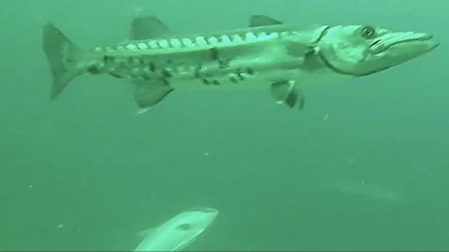 AJ and Barracuda are Beautiful смотреть онлайн