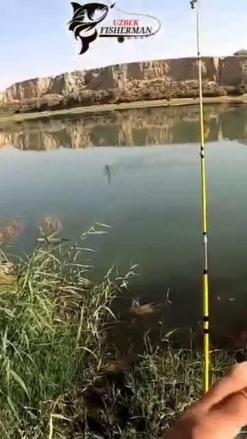 Bali Ovi Sirdaryo #рыбалкавузбекистане #рыбалканасырдарье #fishing #рыбалканафидер #сазан