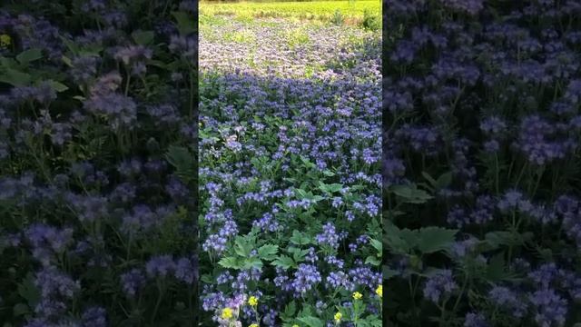 Озима фацелія (експеремент) смотреть онлайн