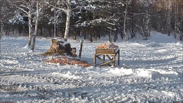 Детеныши косули. RMK Эстония - Рийгиметс. ROE deer child. Riigimets. Estonia. смотреть онлайн