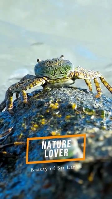 Crab is Standing on a Rock with Crashing Waves #nature #srilanka #naturelovers #environment #beach смотреть онлайн