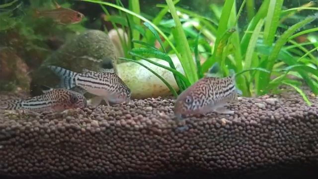 Сомики отдыхают смотреть онлайн
