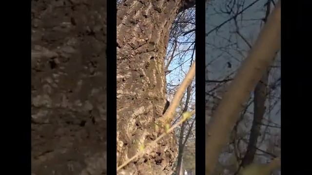 Голодная рыжая белочка на стадионе 1 мая смотреть онлайн