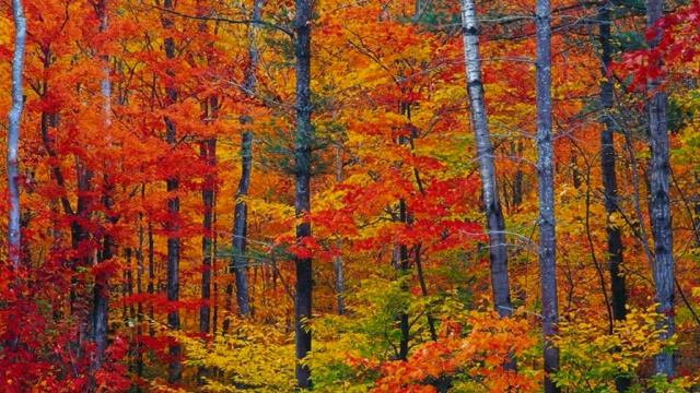 осенняя песня смотреть онлайн