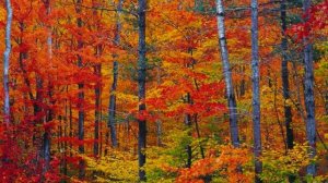 осенняя песня