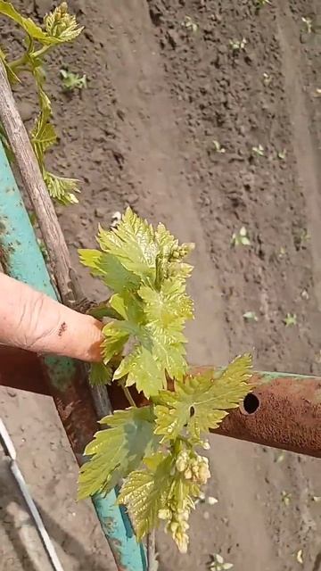 Выламывание двойников на винограде смотреть онлайн