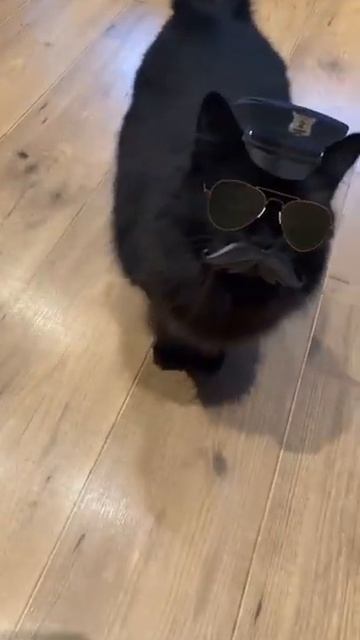 Вы арестованы 😎 #shorts #кошки смотреть онлайн