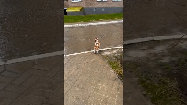 Дикий Попрыгун и Дорога / ч.2 смотреть онлайн