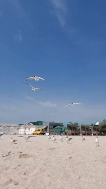 Мы просто чайки . Море 2021