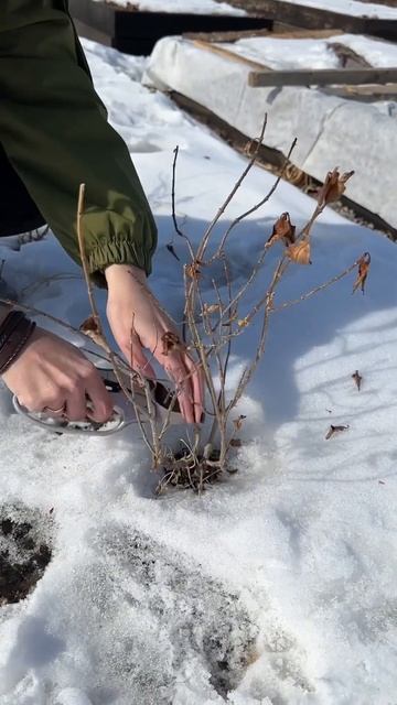 Обрезка гортензии #агроном #дача #озеленение #грядки #огород #цветы #цветники #гортензии #клумбы смотреть онлайн