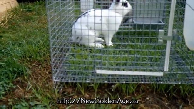 Chicken, Rabbit and Rye Rotation...Permaculture? смотреть онлайн