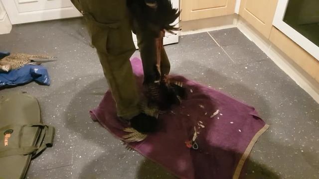 Skinning a pheasant смотреть онлайн