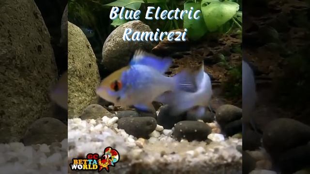 Blue Electric Ramirezi - Salah satu ikan favorit pencinta Aquascape смотреть онлайн