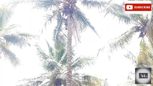 Fastest machine climbing coconut trees🌲||New agricultural technology||coconut plucking machine|| смотреть онлайн