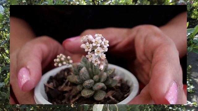 Crassula Ausensis X Titanopsis