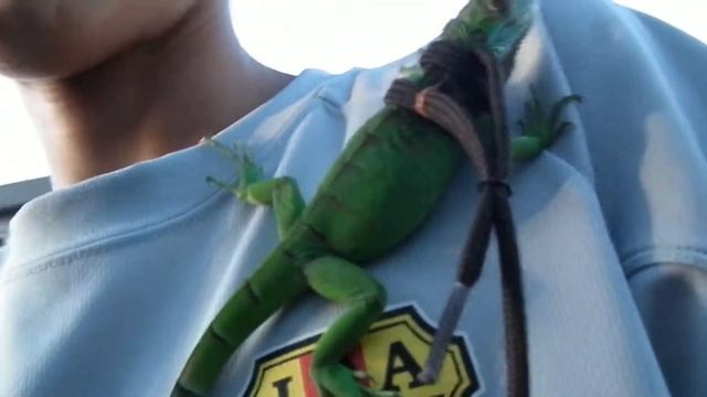 On My Shoulder ! смотреть онлайн