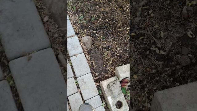 как избавится от слизней и улиток 100% смотреть онлайн