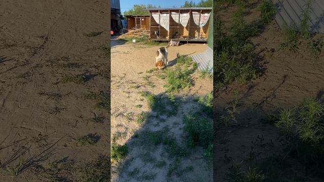 Смотреть всем!!!!!😂Пристраивается пегая гончая в самые заботливые руки🤗🤗🤗🤗#волонтеры #охотассобакой