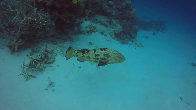 HD Great Barrier Reef - Curious Potato cod смотреть онлайн
