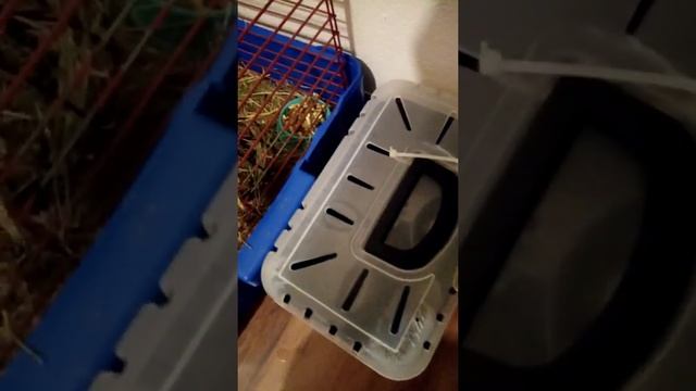 Мой кролик Карамелька смотреть онлайн