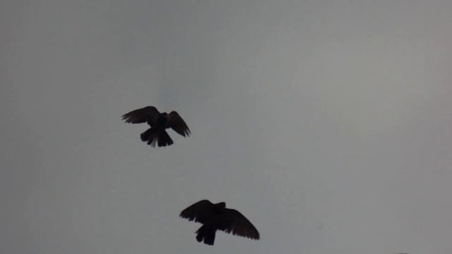 Голуби (02.03.2019, Запорожская обл.)