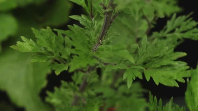 Amusia Orkest / Artemisia Vulgaris