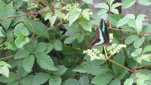 アオスジアゲハ＆ヤブガラシ｜ Causonis japonica＆Common Bluebottle/Graphium sarpedon смотреть онлайн