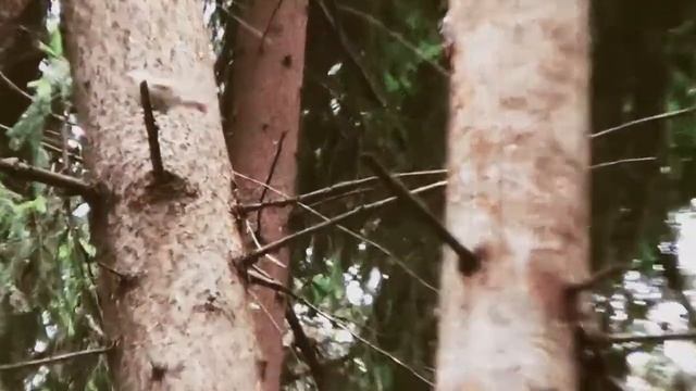 The red-backed shrike & Co смотреть онлайн