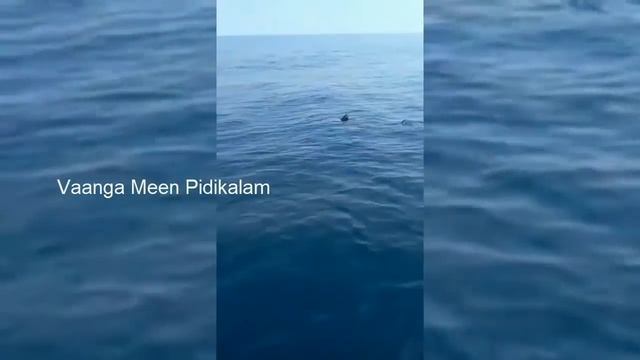 Hand Line Marlin Fishing | Marlin FIsh | Vaanga Meen Pidikalam смотреть онлайн
