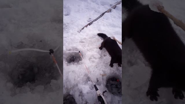 Второй рыбный завтрак норки смотреть онлайн