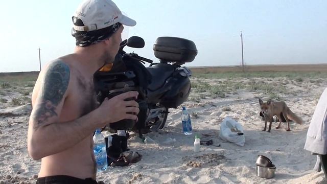 лисиця біля моря) смотреть онлайн
