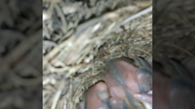 У нас на балконе дрозды свили гнездо и уже вылупились птенцы... смотреть онлайн
