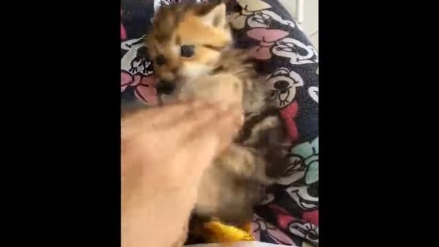 ПРИКОЛЬНЫЕ КОТИКИ//УГАР//СМОТРЕТЬ ВСЕМ//2018 смотреть онлайн