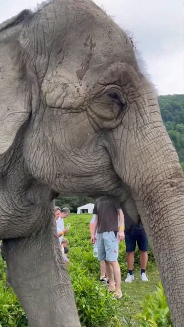 Слоны гуляют по чайной плантации ☘️🐘🏞️ #сочисегодня #сочионлайн #сочи2023 #сочи смотреть онлайн