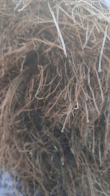 сено донник