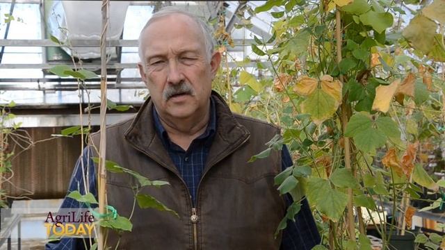 East Texas Lablab breeding project смотреть онлайн