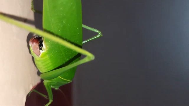 Mecopodinae | மெகோபோடினே | Grasshopper | வெட்டுக்கிளி смотреть онлайн