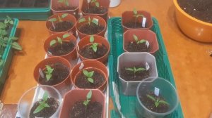 Пикировка перца с добавлением микоризы