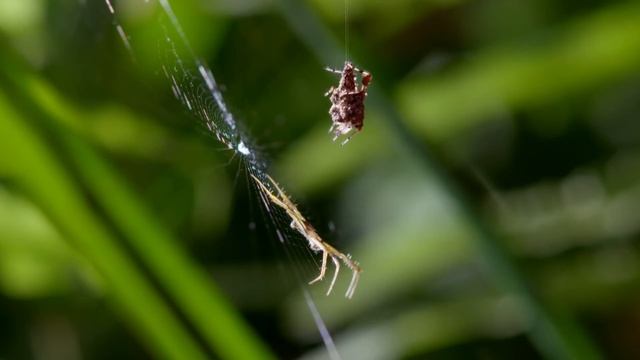 Prawdziwy Geniusz Wśród Pająków - Portia Labiata