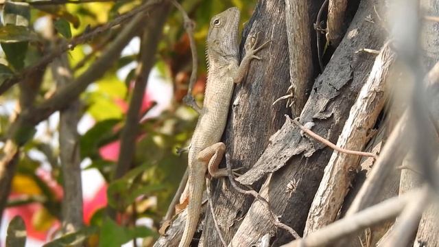 Nikon P900 video quality : Chameleon of our terrace garden смотреть онлайн