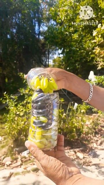 Useful #tips #diy for journey सफर का #organiser for #Grapes смотреть онлайн