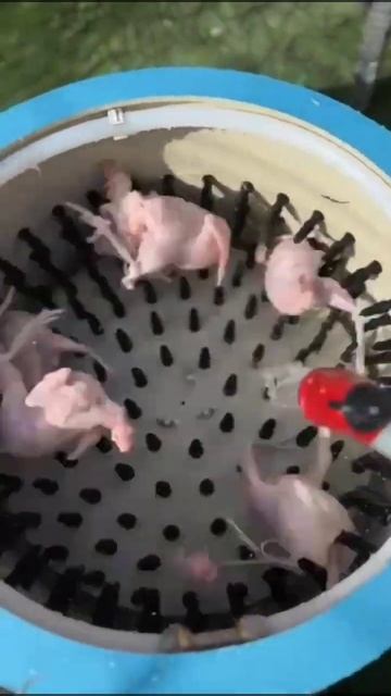 Щипаем перепелов смотреть онлайн