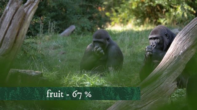 Gorilla vs Leopard – A Battle For Dominance смотреть онлайн