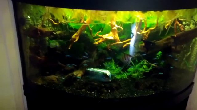 Trigon 190 last rescape,its done....i think смотреть онлайн