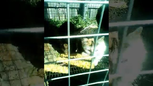 Котокролик смотреть онлайн