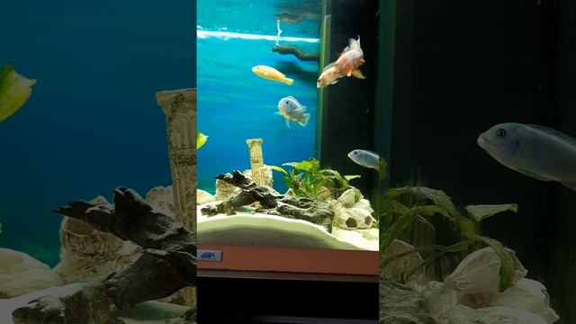 Мои красавчики ждут пополнен🐠🦭 смотреть онлайн