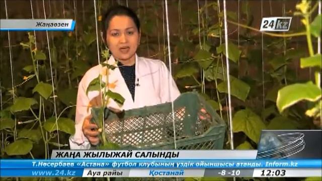 Жаңаөзендегі жылыжайлар өнім бере бастады смотреть онлайн